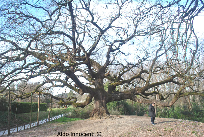QUERCIA DELLE STREGHE 13